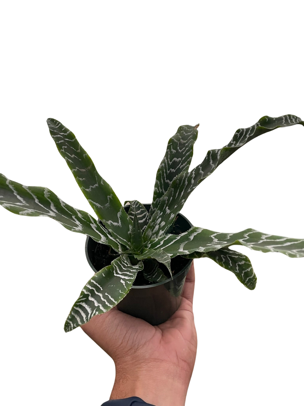 Cryptanthus 'Betty' - Holiday Corner