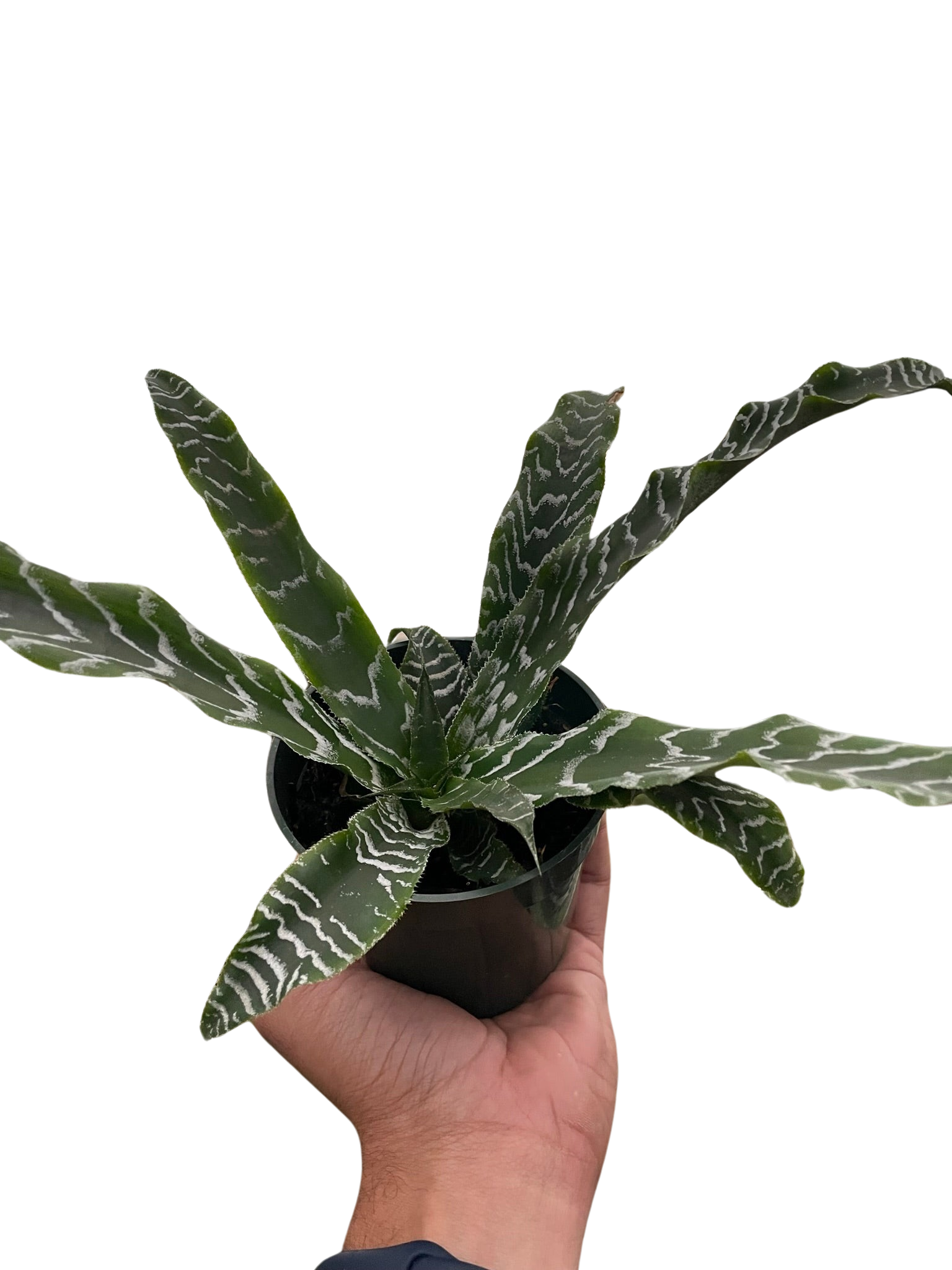 Cryptanthus 'Betty' - Holiday Corner