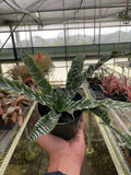 Cryptanthus 'Betty' - Holiday Corner
