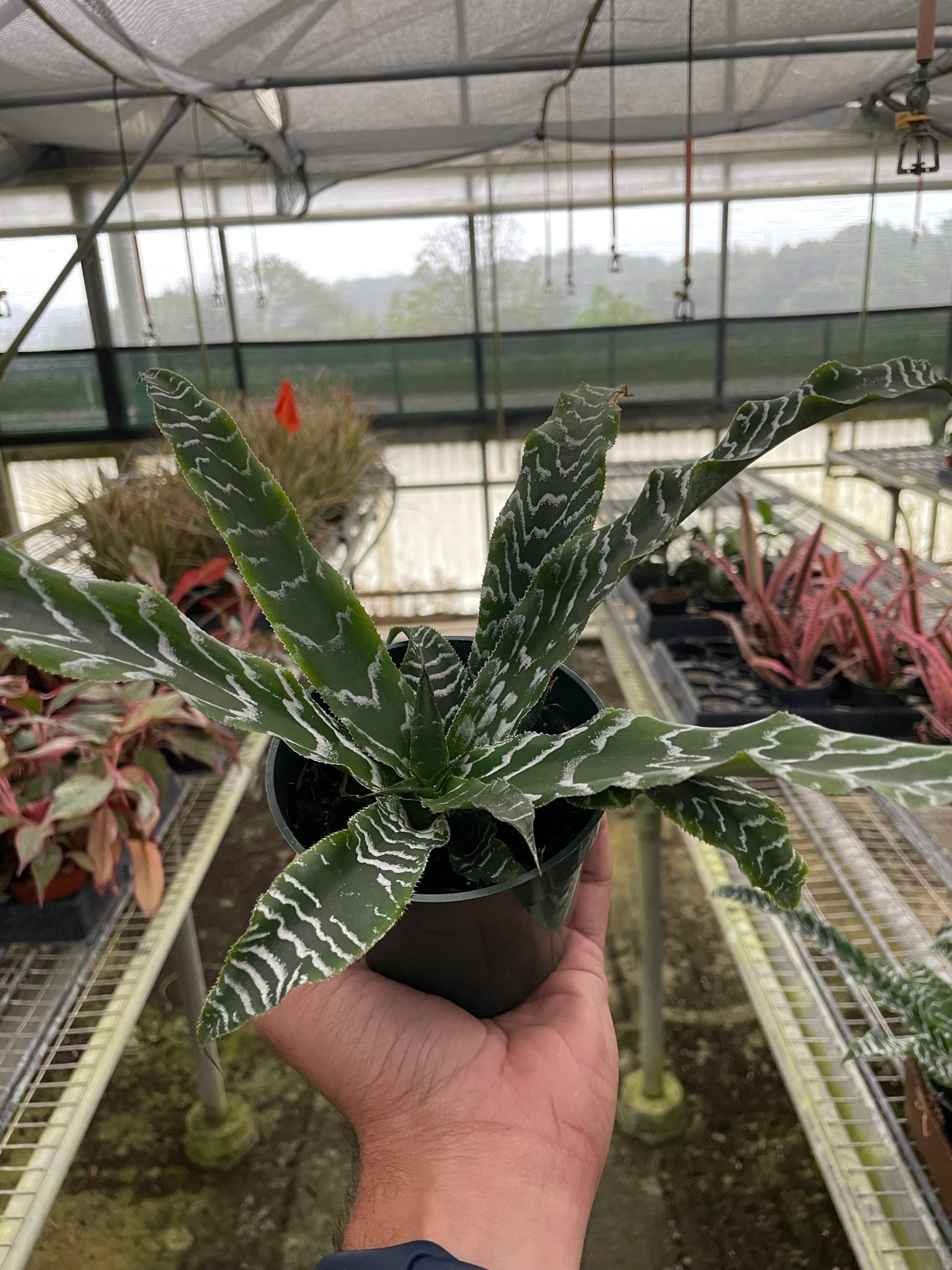 Cryptanthus 'Betty' - Holiday Corner