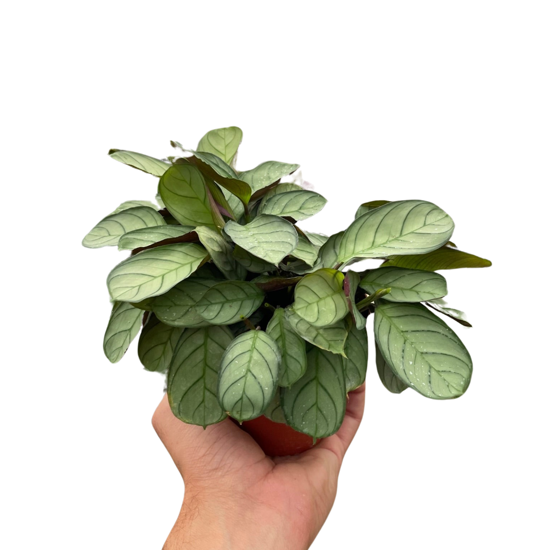 Ctenanthe burle-marxii 'Amagris' - Holiday Corner