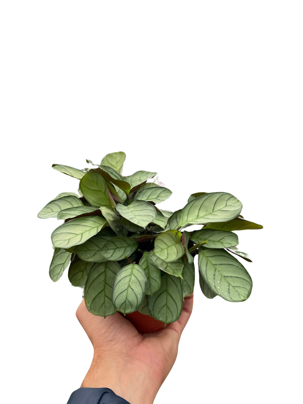 Ctenanthe burle-marxii 'Amagris' - Holiday Corner