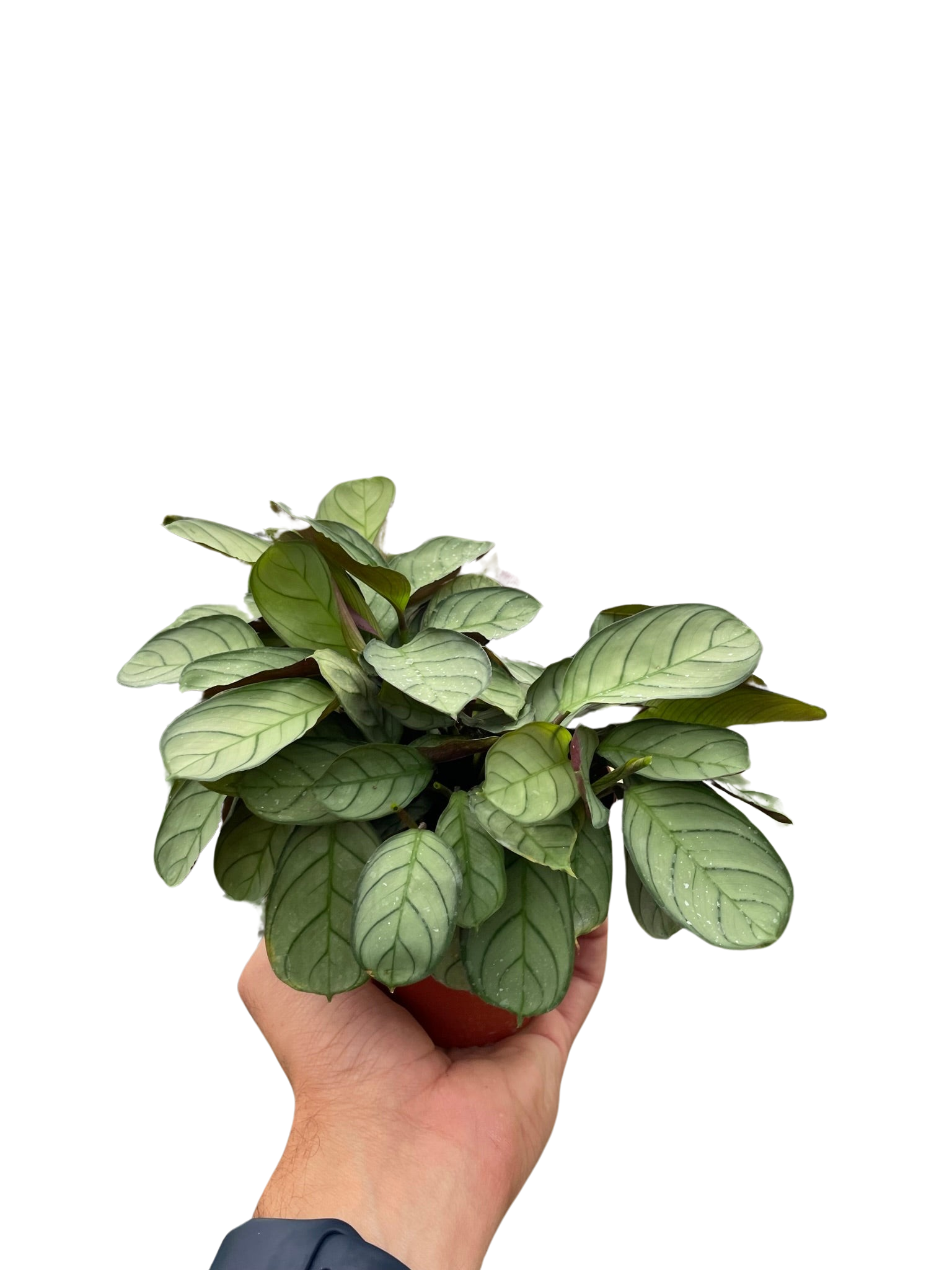 Ctenanthe burle-marxii 'Amagris' - Holiday Corner