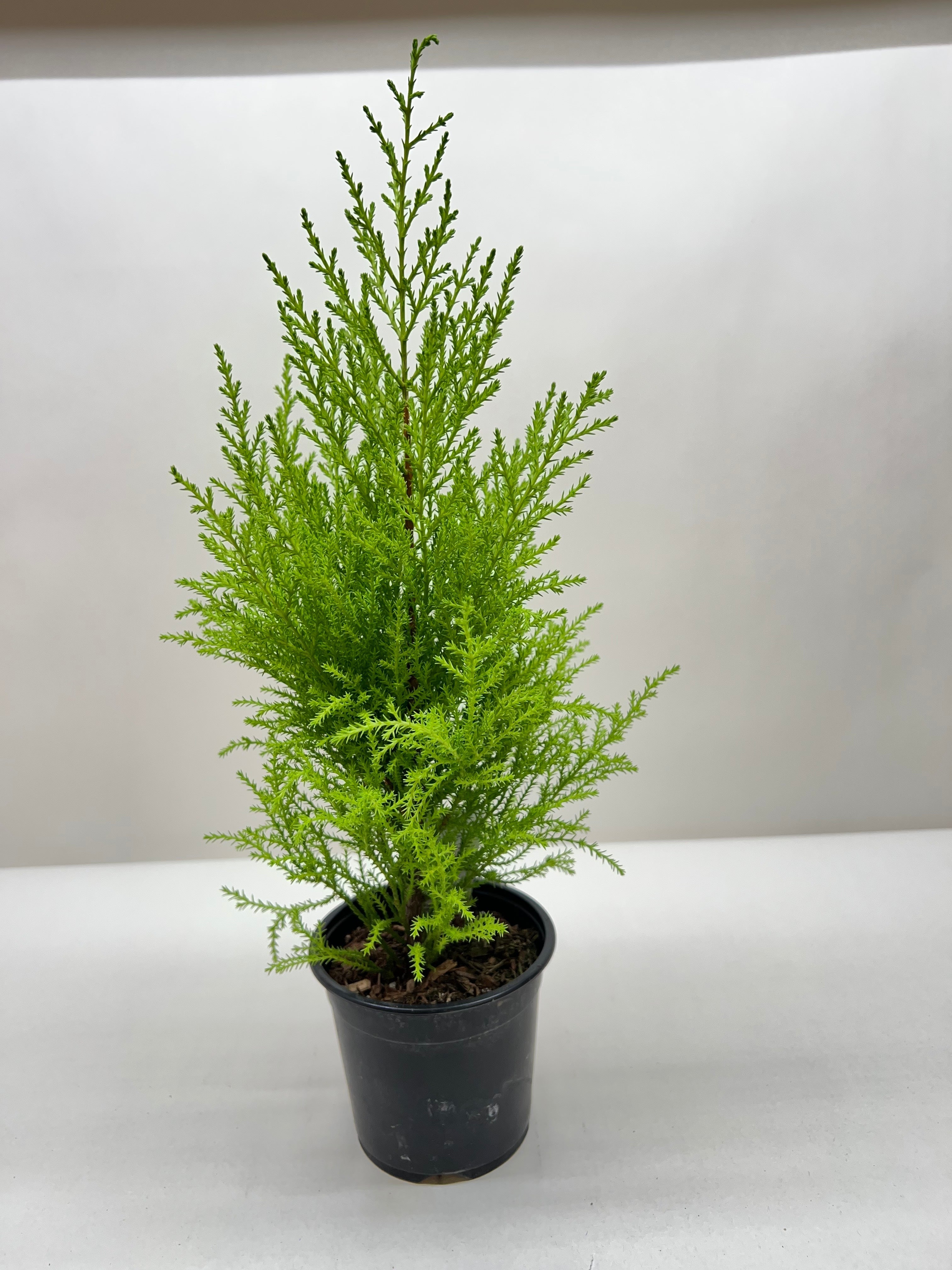Cypress Lemon - Holiday Corner