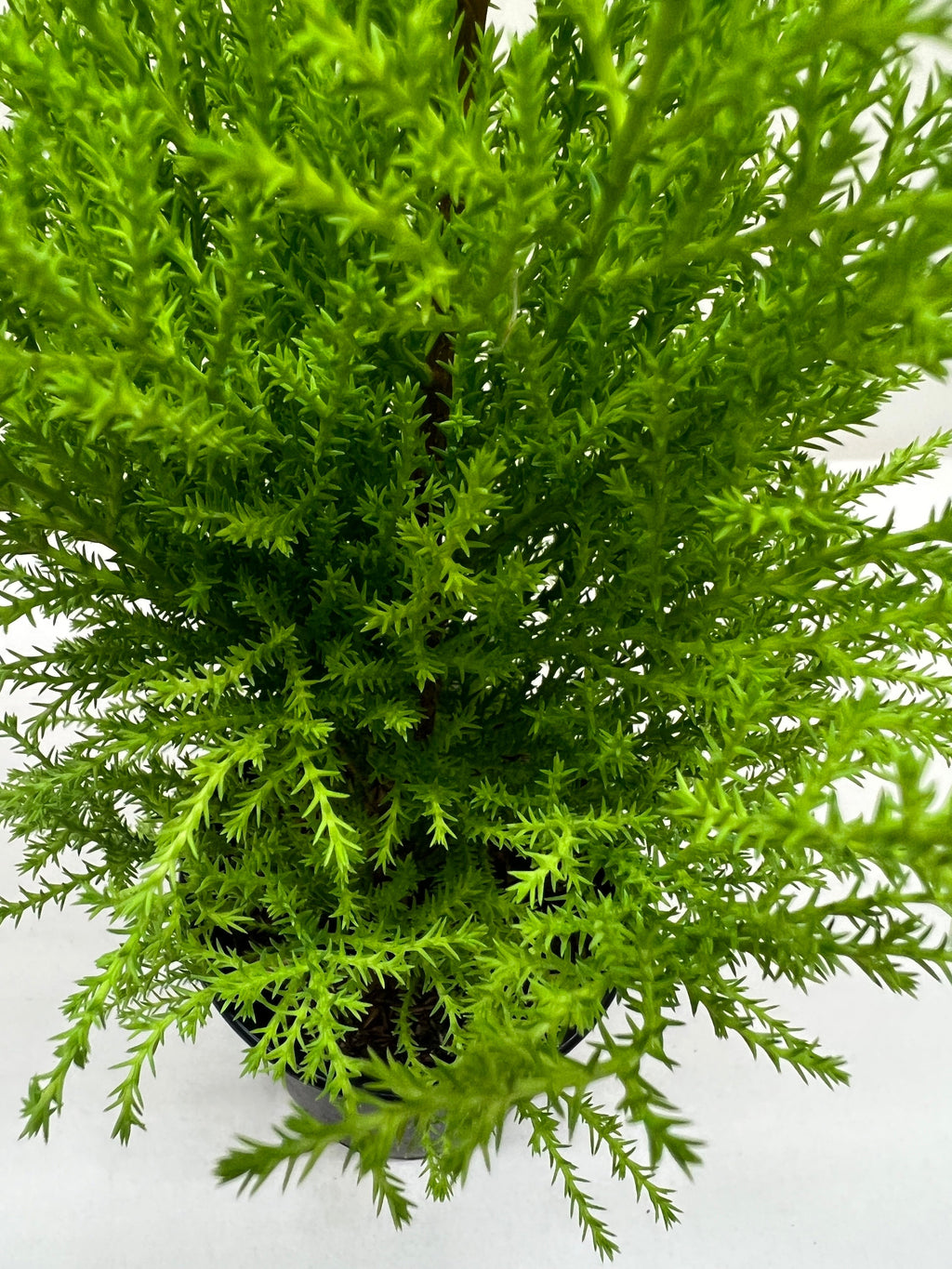 Cypress Lemon - Holiday Corner