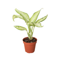 Dieffenbachia 'Camouflage' - Holiday Corner