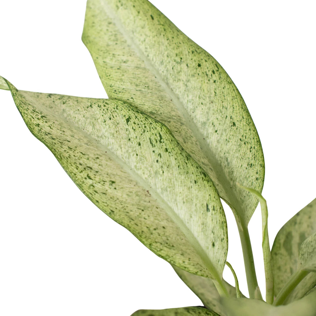Dieffenbachia 'Camouflage' - Holiday Corner