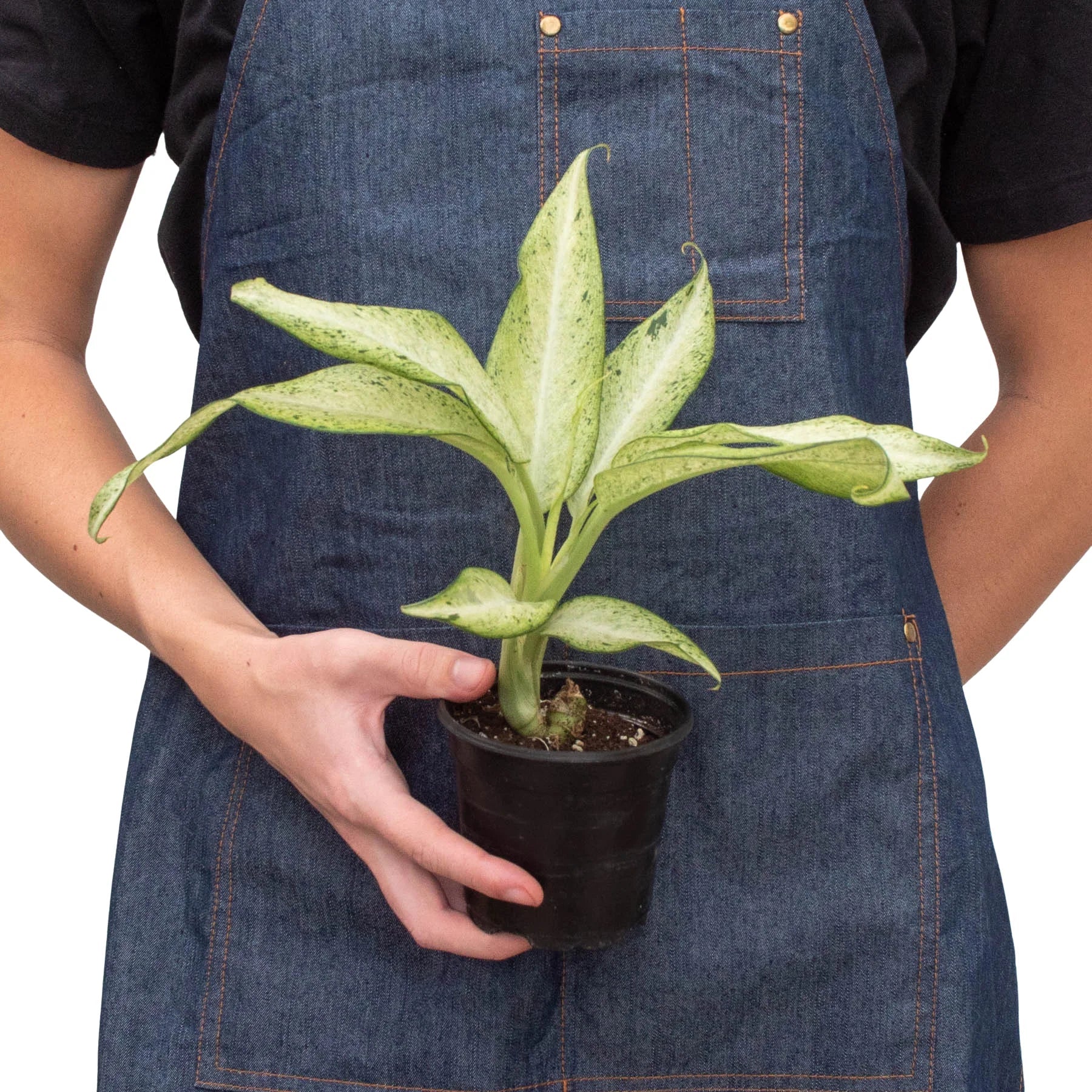 Dieffenbachia 'Camouflage' - Holiday Corner