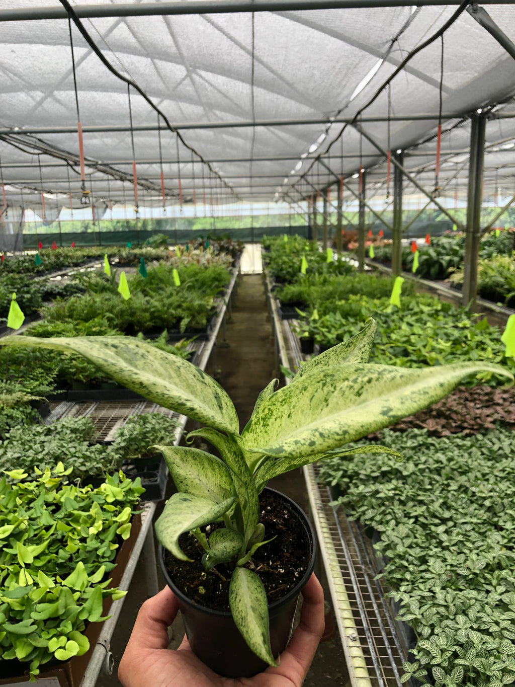 Dieffenbachia 'Camouflage' - Holiday Corner