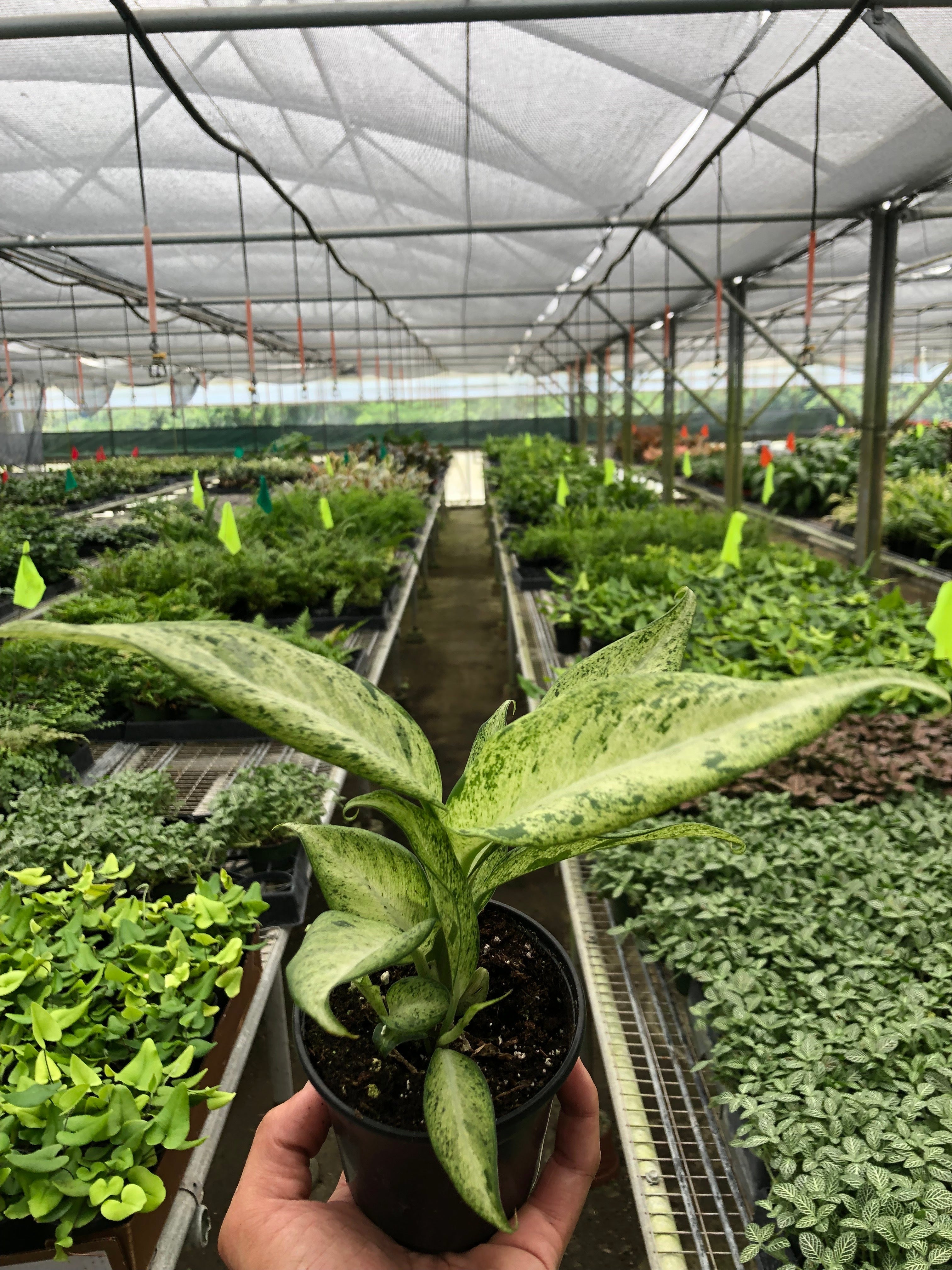 Dieffenbachia 'Camouflage' - Holiday Corner