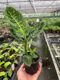 Dieffenbachia 'Reflector' - Holiday Corner