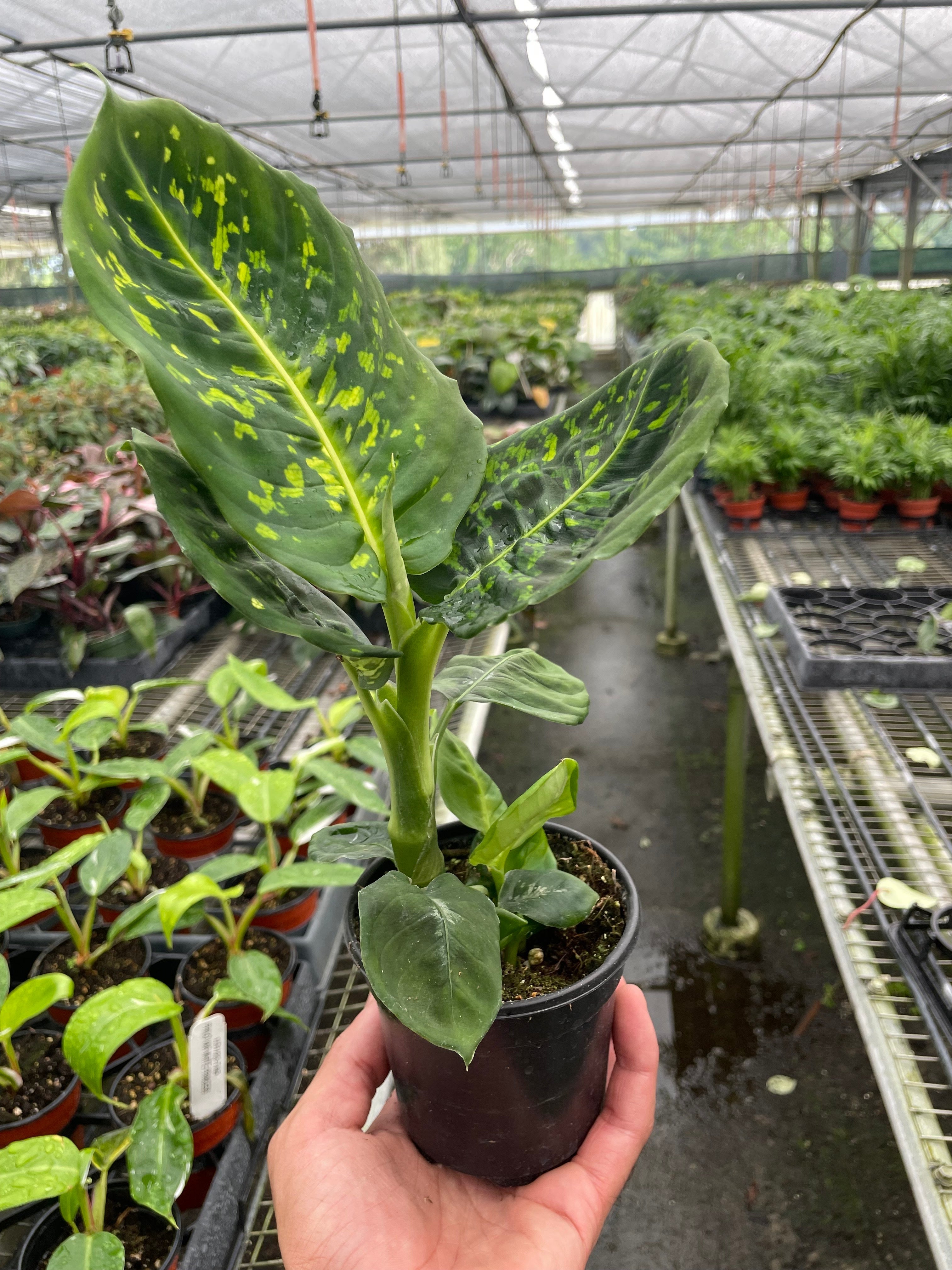 Dieffenbachia 'Reflector' - Holiday Corner