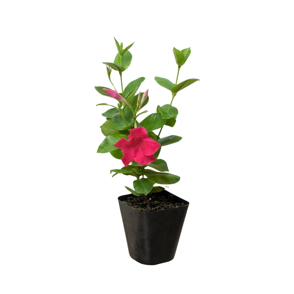 Dipladenia Premier Hot Pink - Holiday Corner