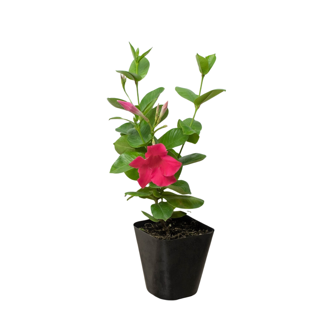 Dipladenia Premier Hot Pink - Holiday Corner