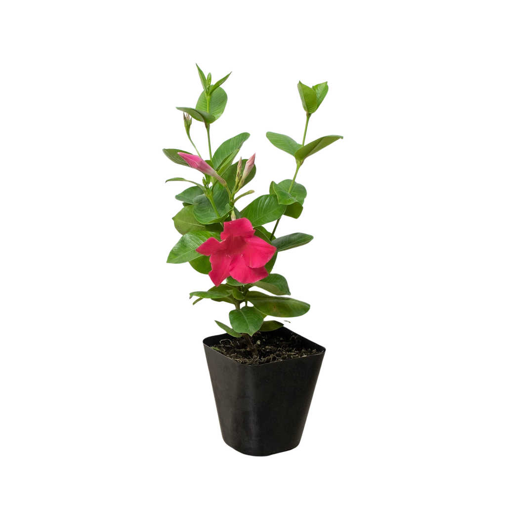 Dipladenia Premier Hot Pink - Holiday Corner