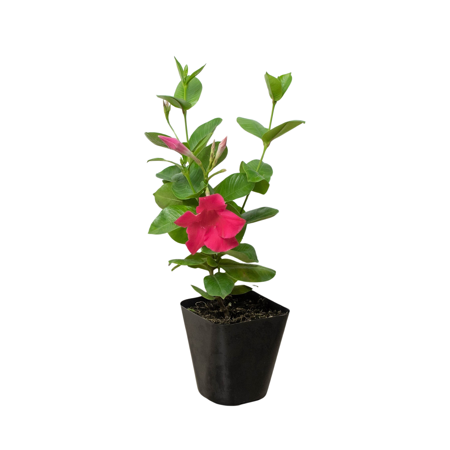 Dipladenia Premier Hot Pink - Holiday Corner