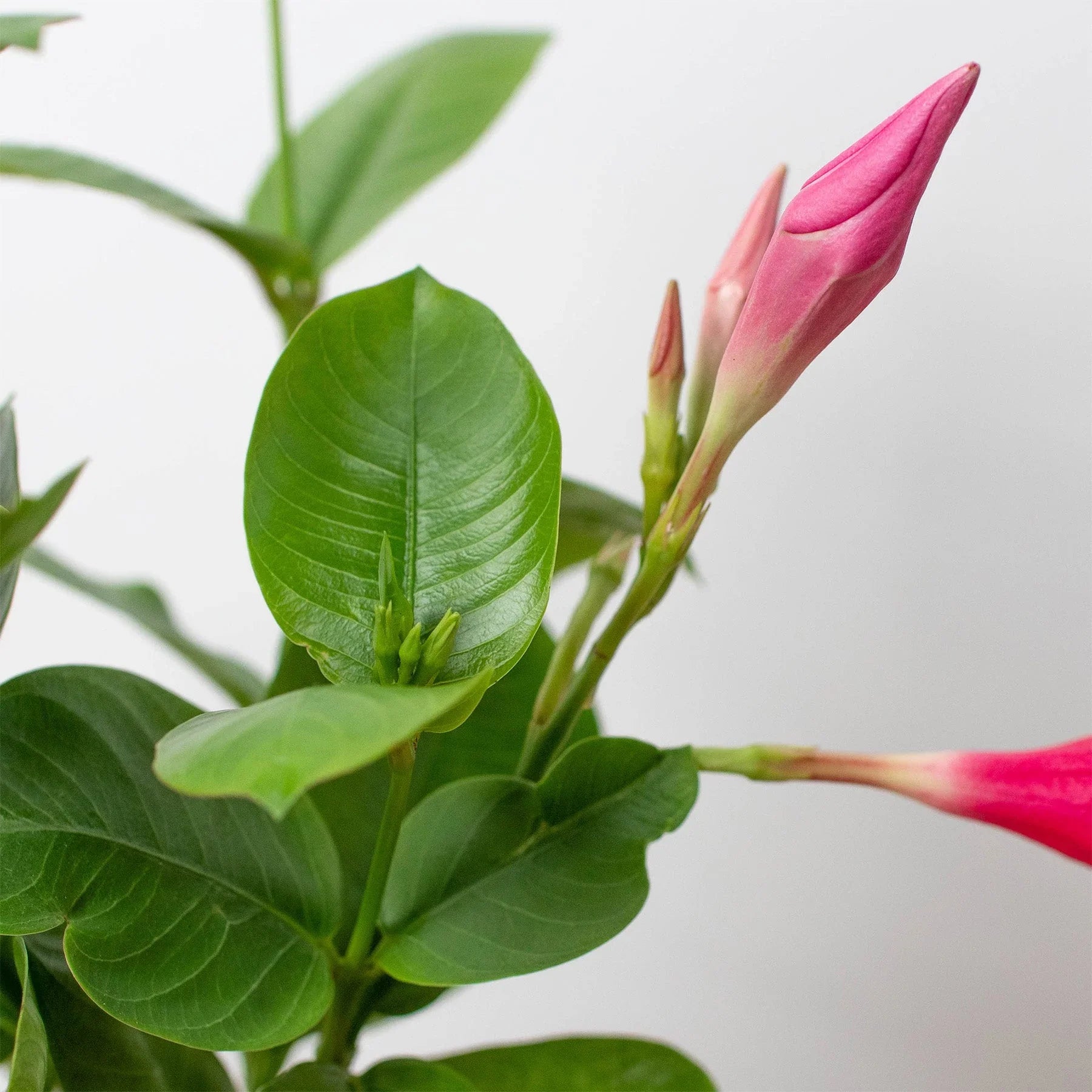 Dipladenia Premier Hot Pink - Holiday Corner