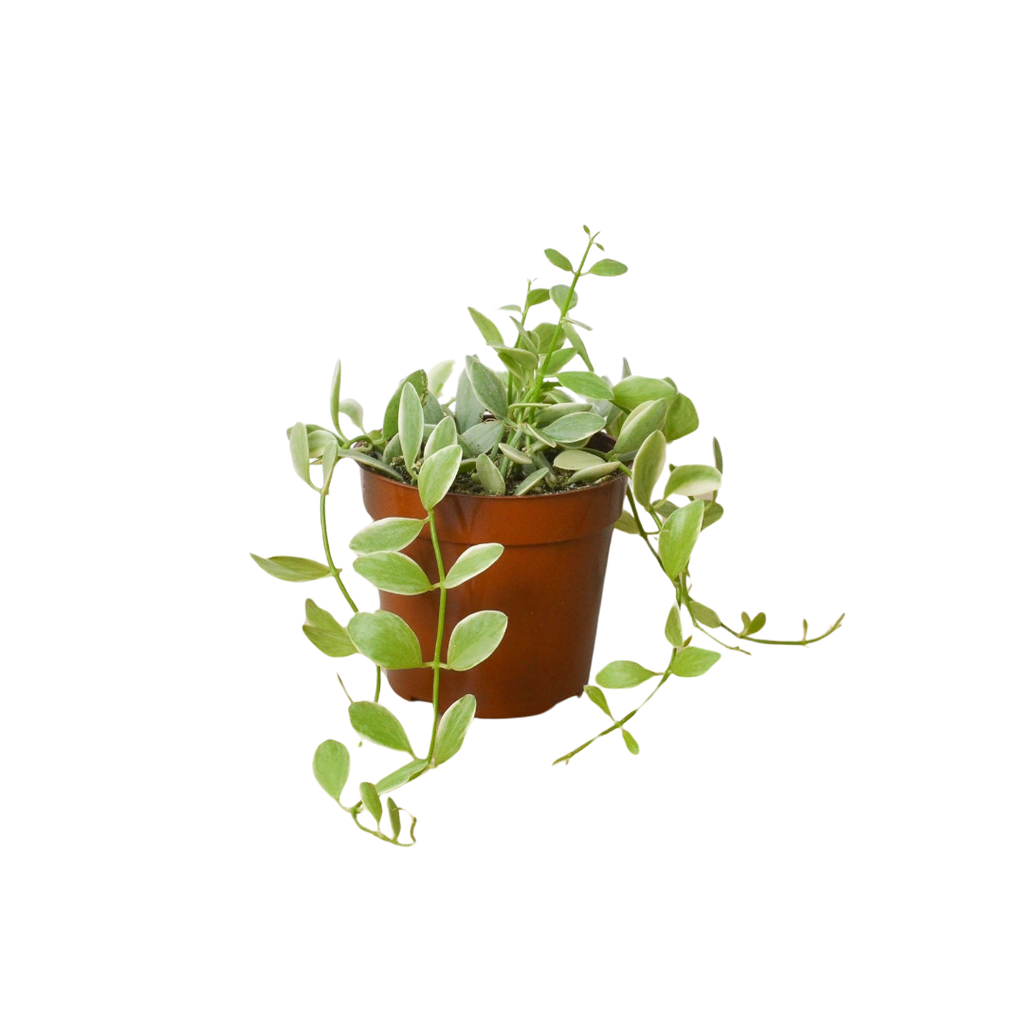 Succulent Dischidia Cascade - Holiday Corner