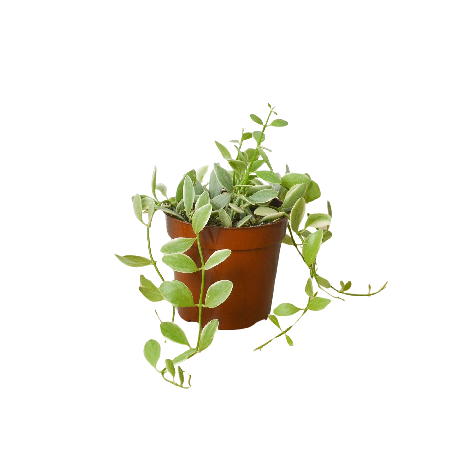 Succulent Dischidia Cascade - Holiday Corner