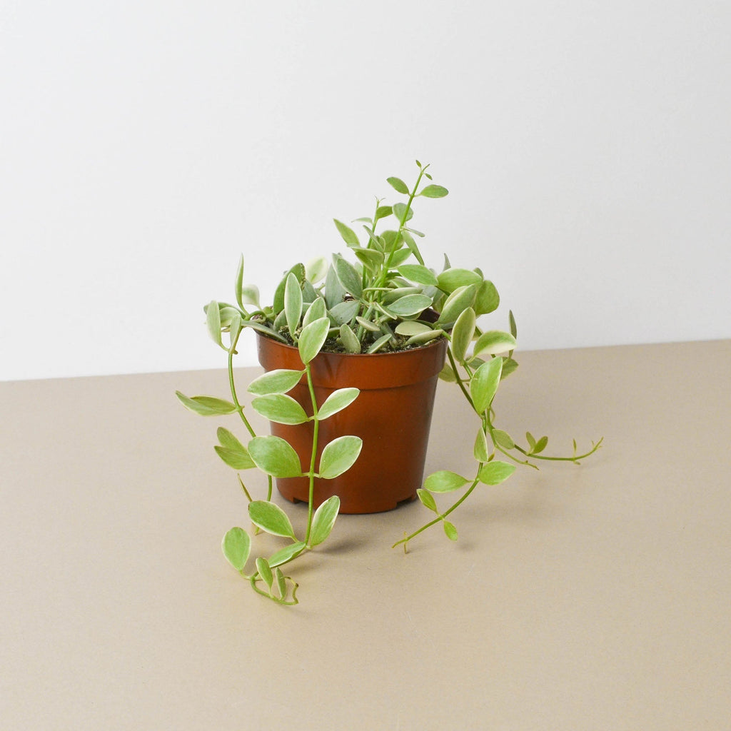 Succulent Dischidia Cascade - Holiday Corner