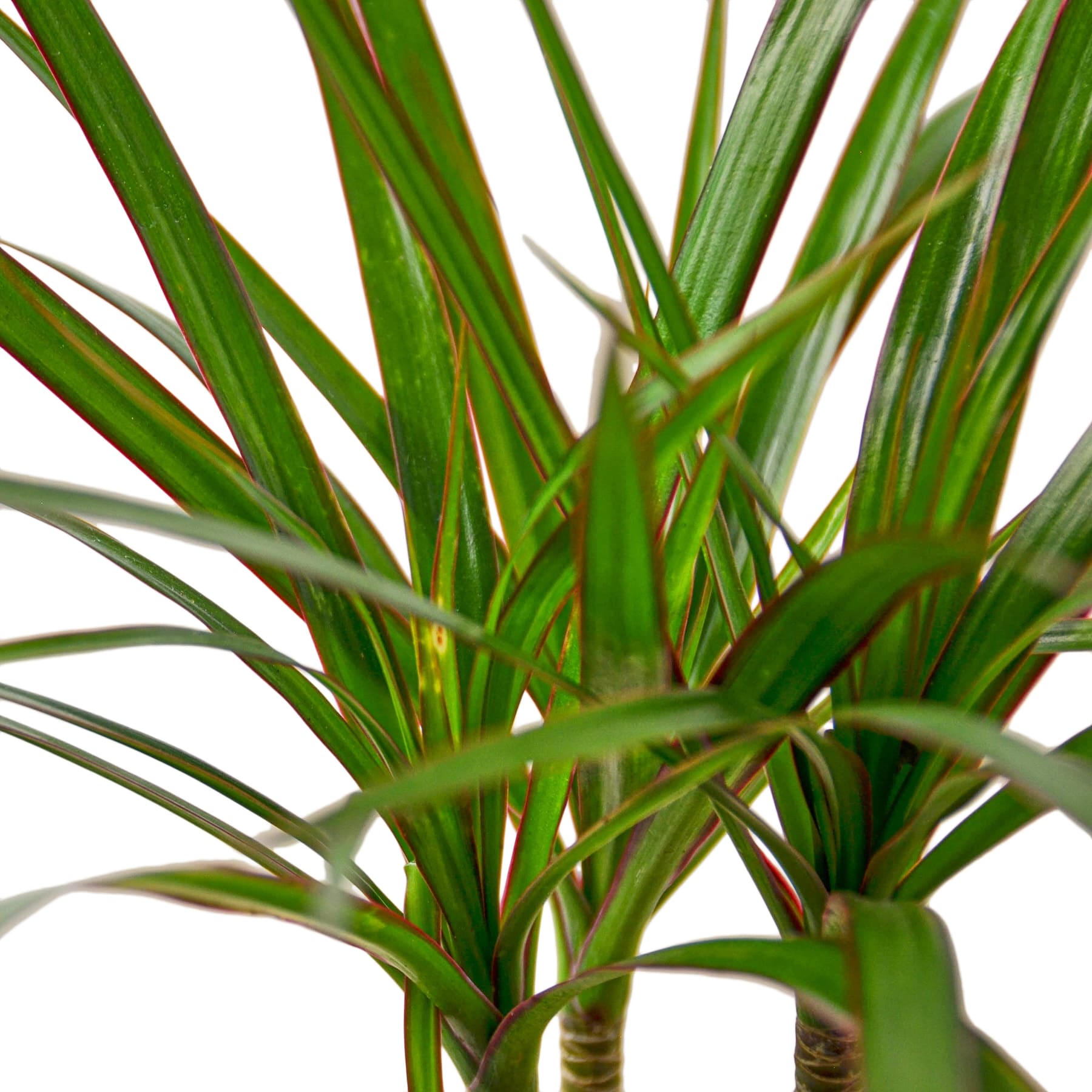 Dracaena Marginata Cane - Holiday Corner