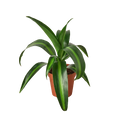 Dracaena 'Massangeana' - 4" Pot - Holiday Corner