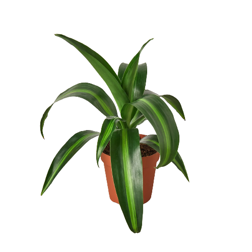 Dracaena 'Massangeana' - 4" Pot - Holiday Corner