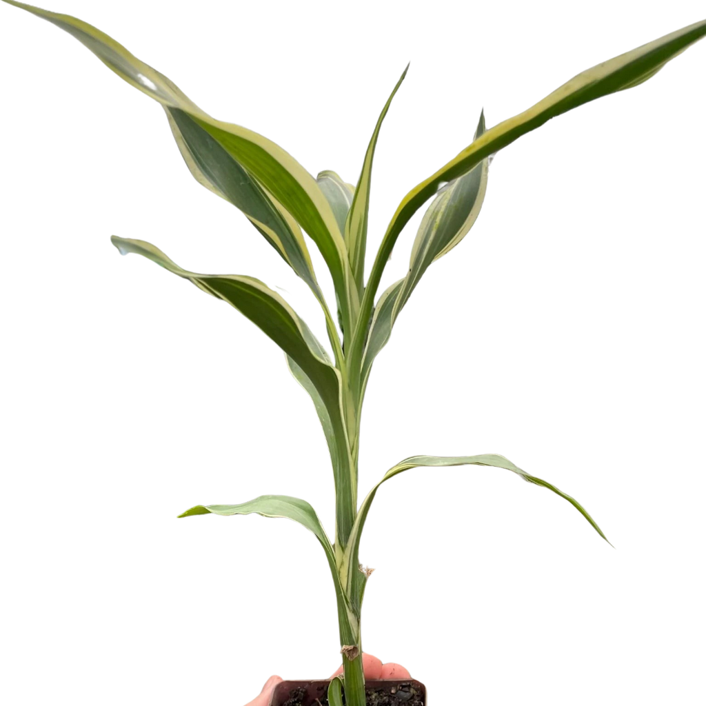 Dracaena 'Sanderiana' - Holiday Corner