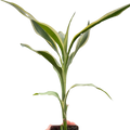 Dracaena 'Sanderiana' - Holiday Corner