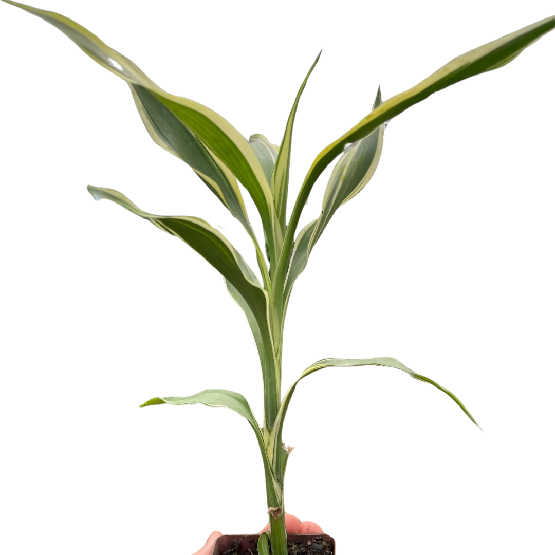 Dracaena 'Sanderiana' - Holiday Corner