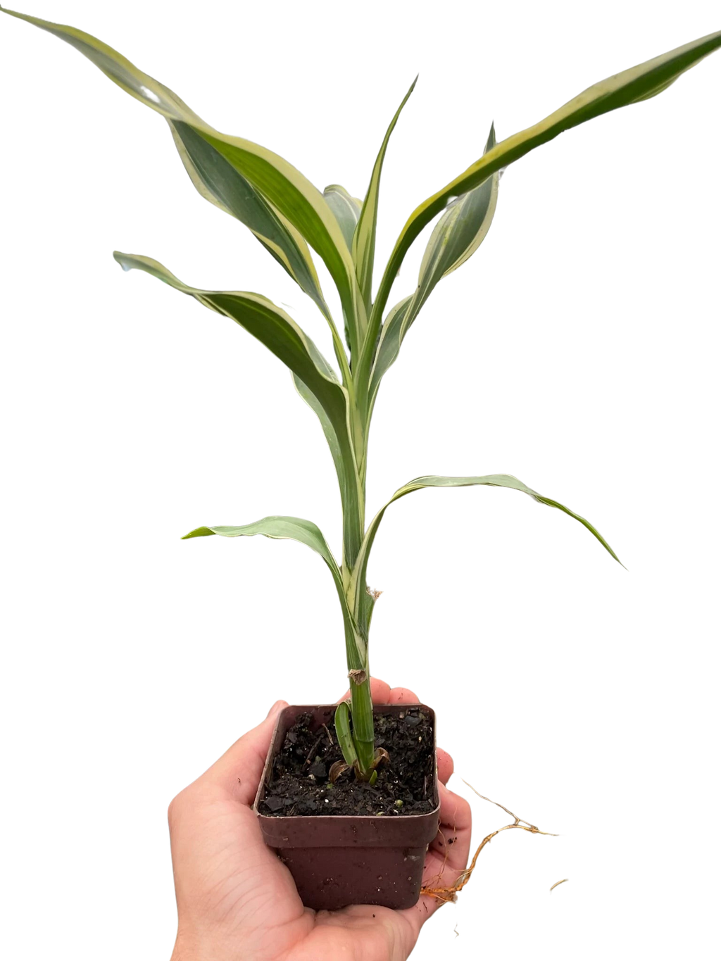 Dracaena 'Sanderiana' - Holiday Corner