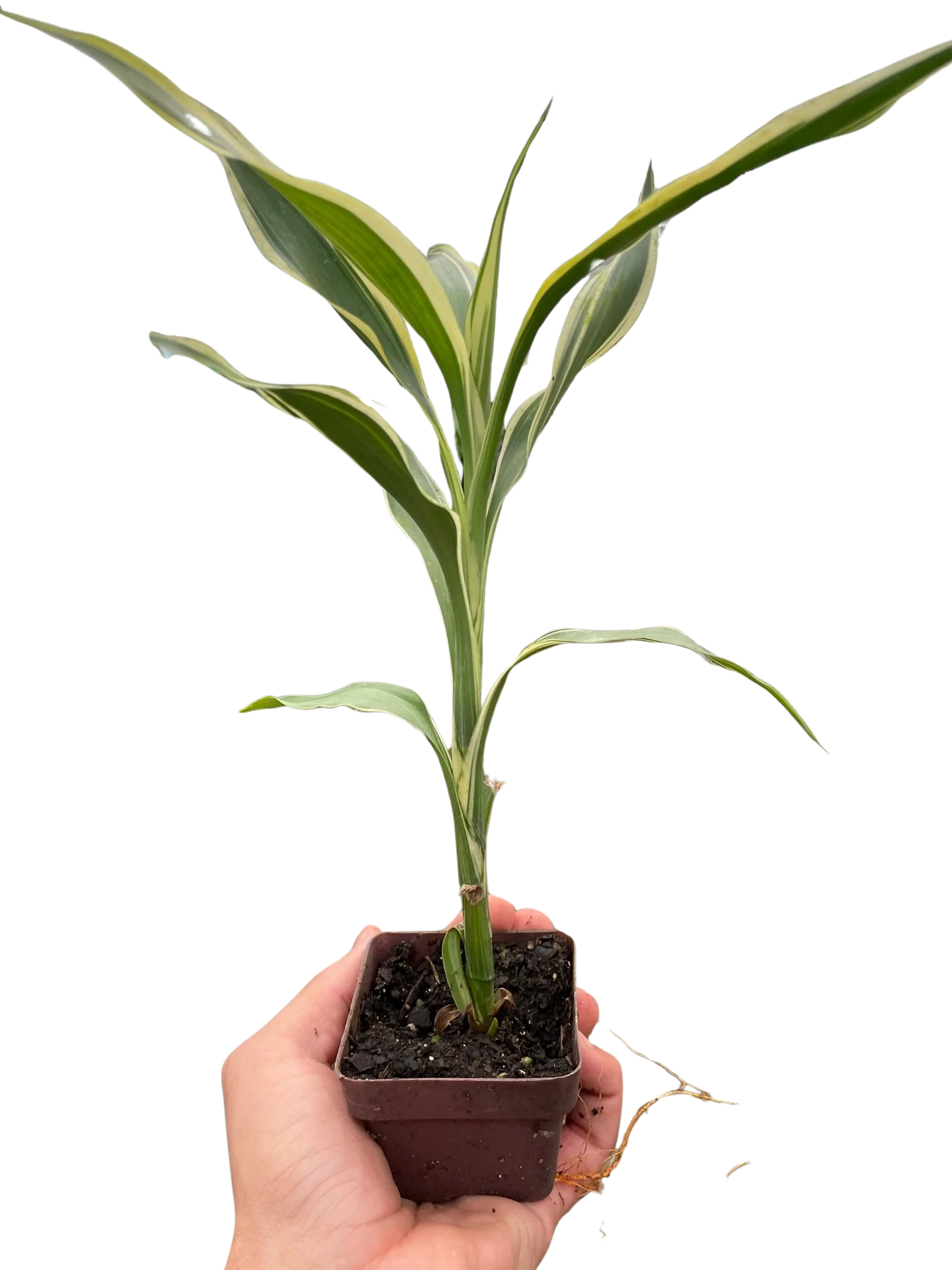 Dracaena 'Sanderiana' - Holiday Corner