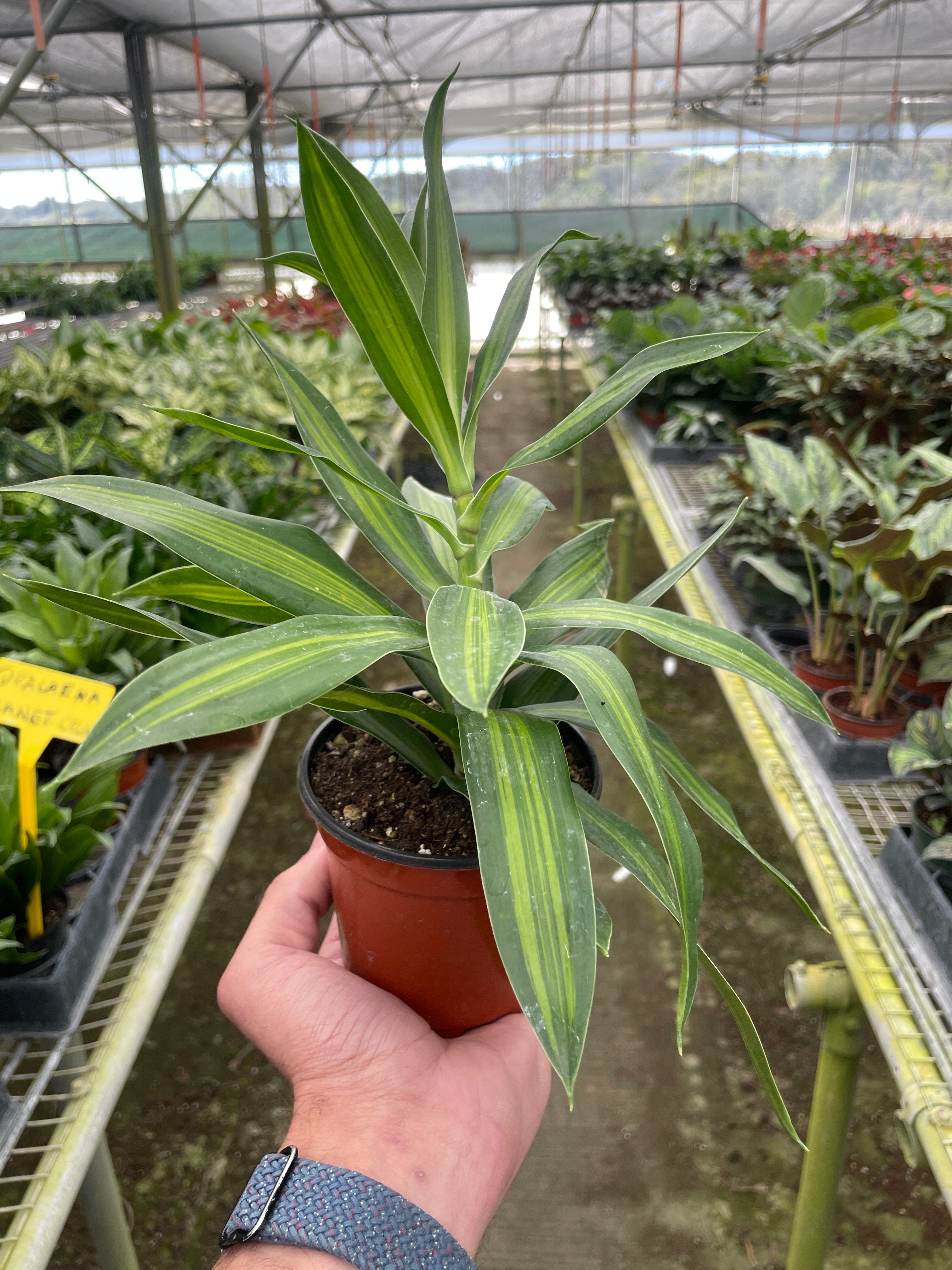 Dracaena 'Song of Jamaica' - Holiday Corner