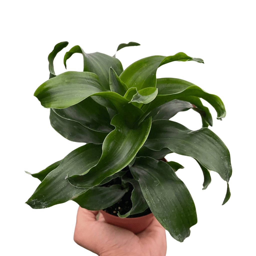 Dracaena 'Twister' - Holiday Corner