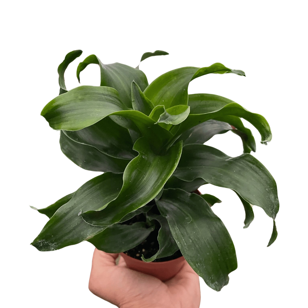 Dracaena 'Twister' - Holiday Corner