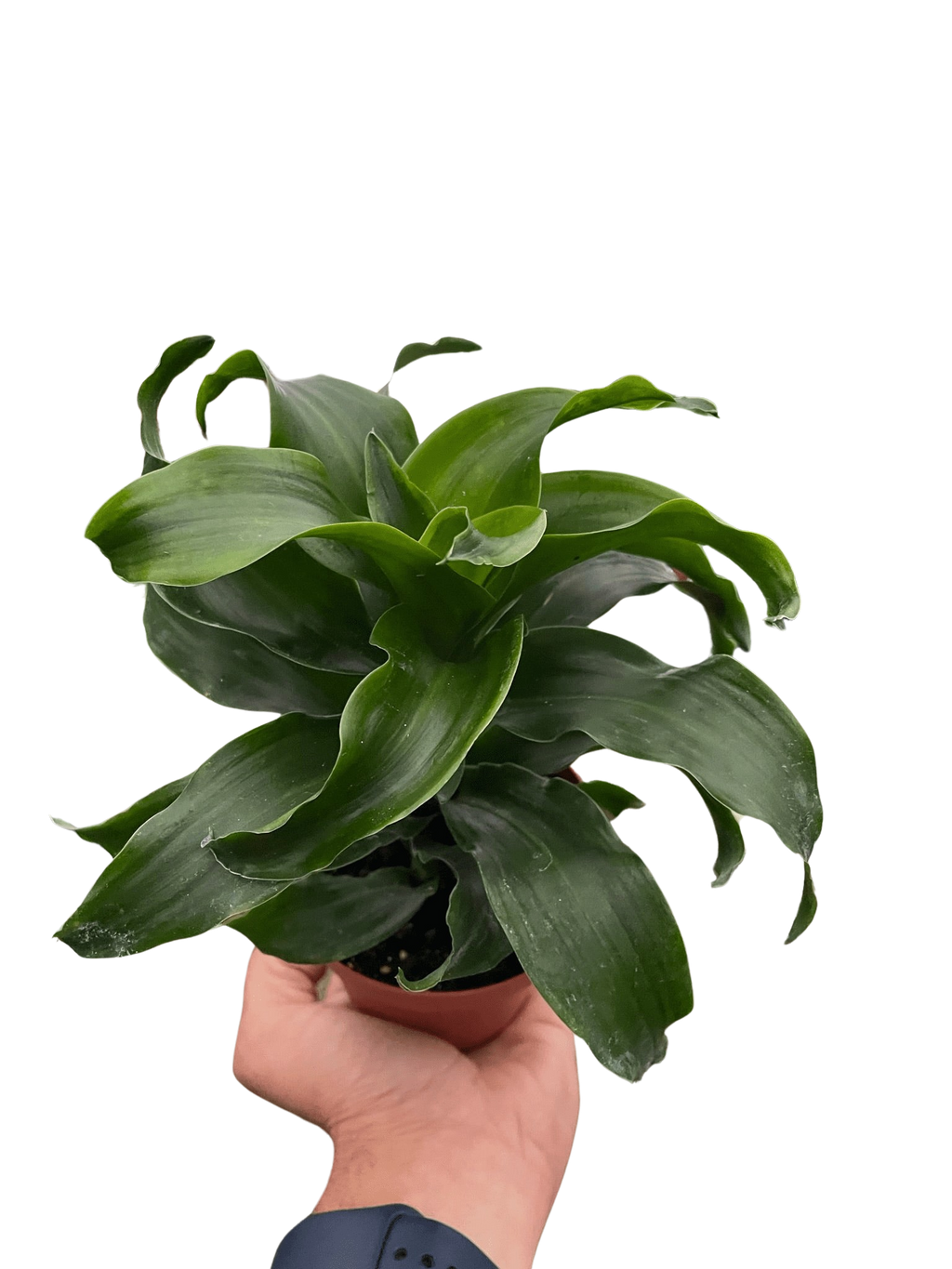 Dracaena 'Twister' - Holiday Corner