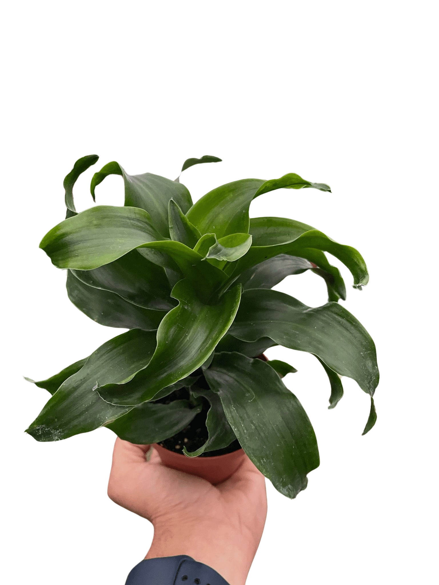 Dracaena 'Twister' - Holiday Corner