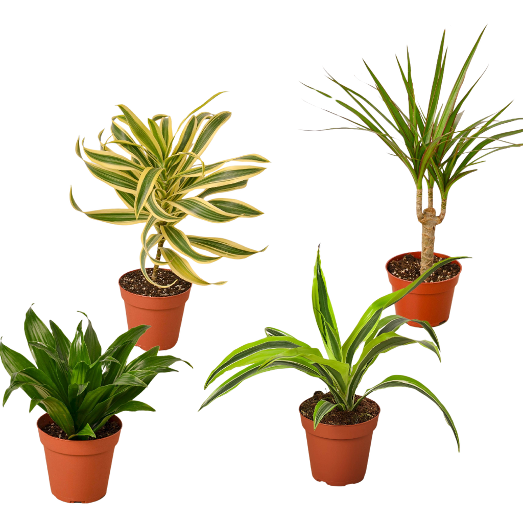4 Different Dracaenas Variety Pack - Live House Plant - FREE Care Guide - 4" Pot - Holiday Corner