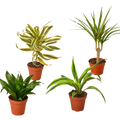 4 Different Dracaenas Variety Pack - Live House Plant - FREE Care Guide - 4" Pot - Holiday Corner