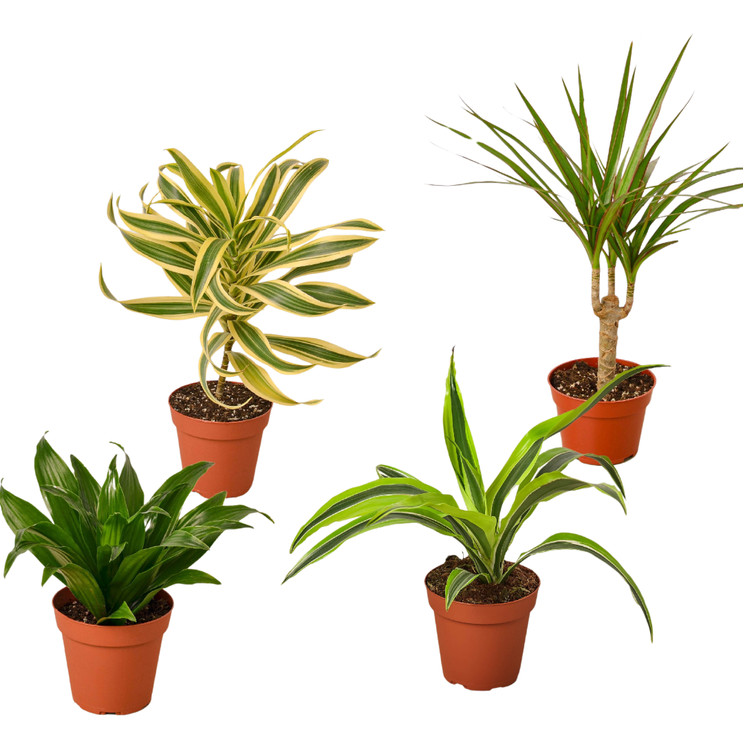 4 Different Dracaenas Variety Pack - Live House Plant - FREE Care Guide - 4" Pot - Holiday Corner
