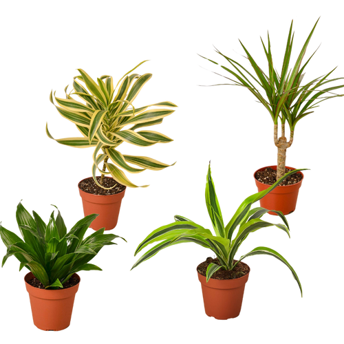 4 Different Dracaenas Variety Pack - Live House Plant - FREE Care Guide - 4" Pot - Holiday Corner
