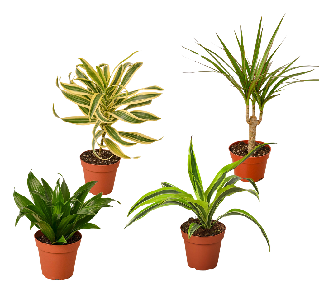 4 Different Dracaenas Variety Pack - Live House Plant - FREE Care Guide - 4" Pot - Holiday Corner