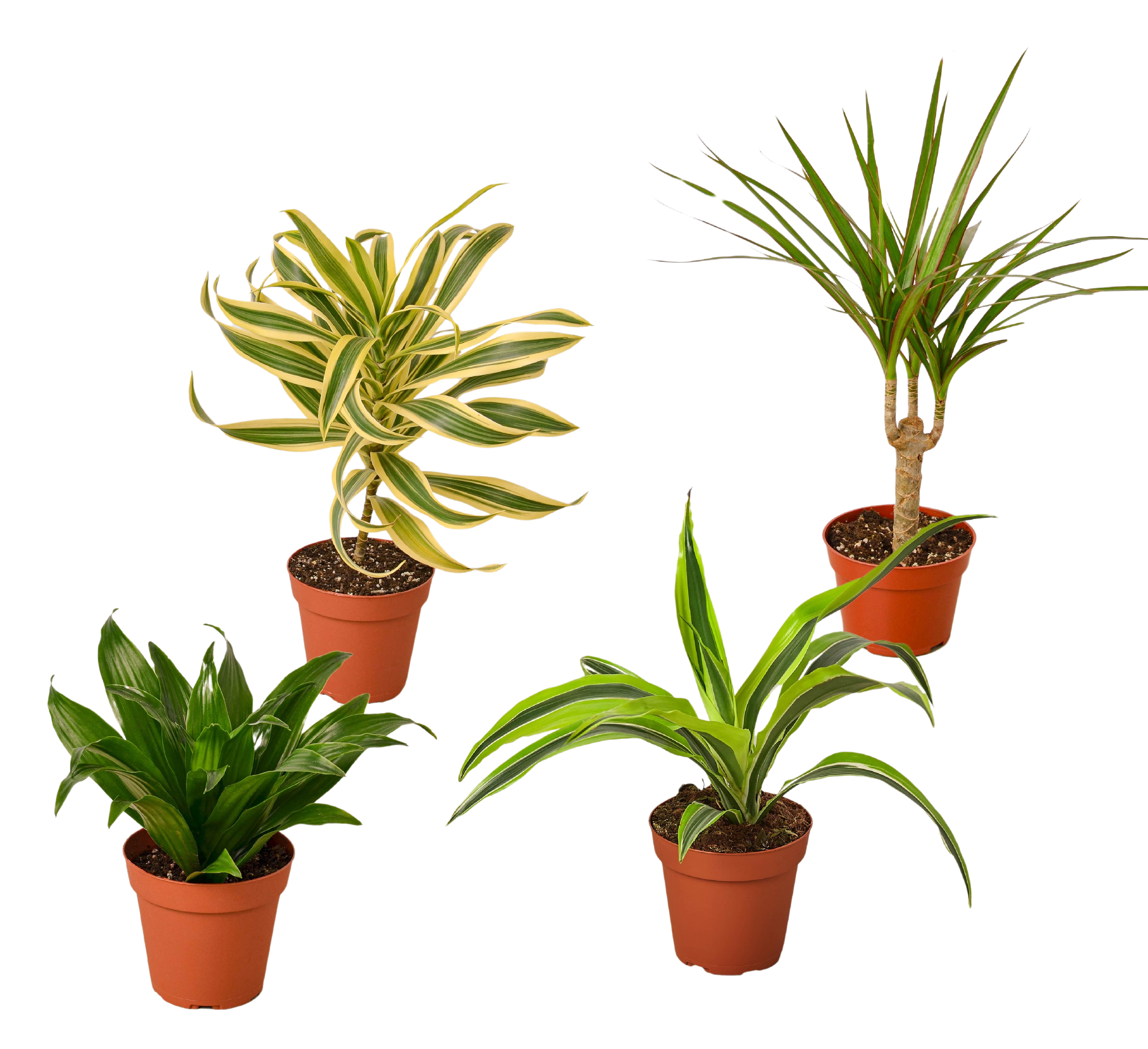 4 Different Dracaenas Variety Pack - Live House Plant - FREE Care Guide - 4" Pot - Holiday Corner