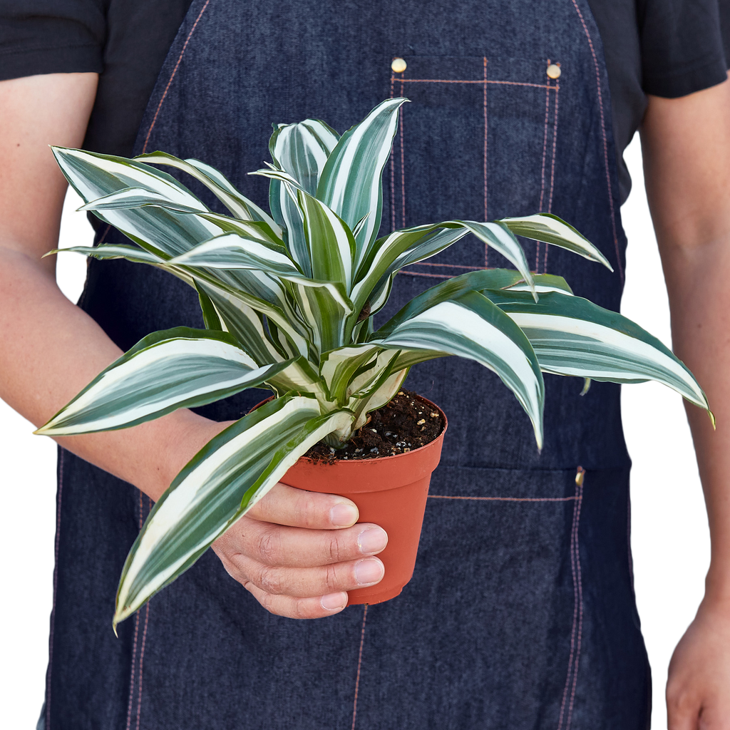 Dracaena 'Warneckii White Jewel' - Holiday Corner