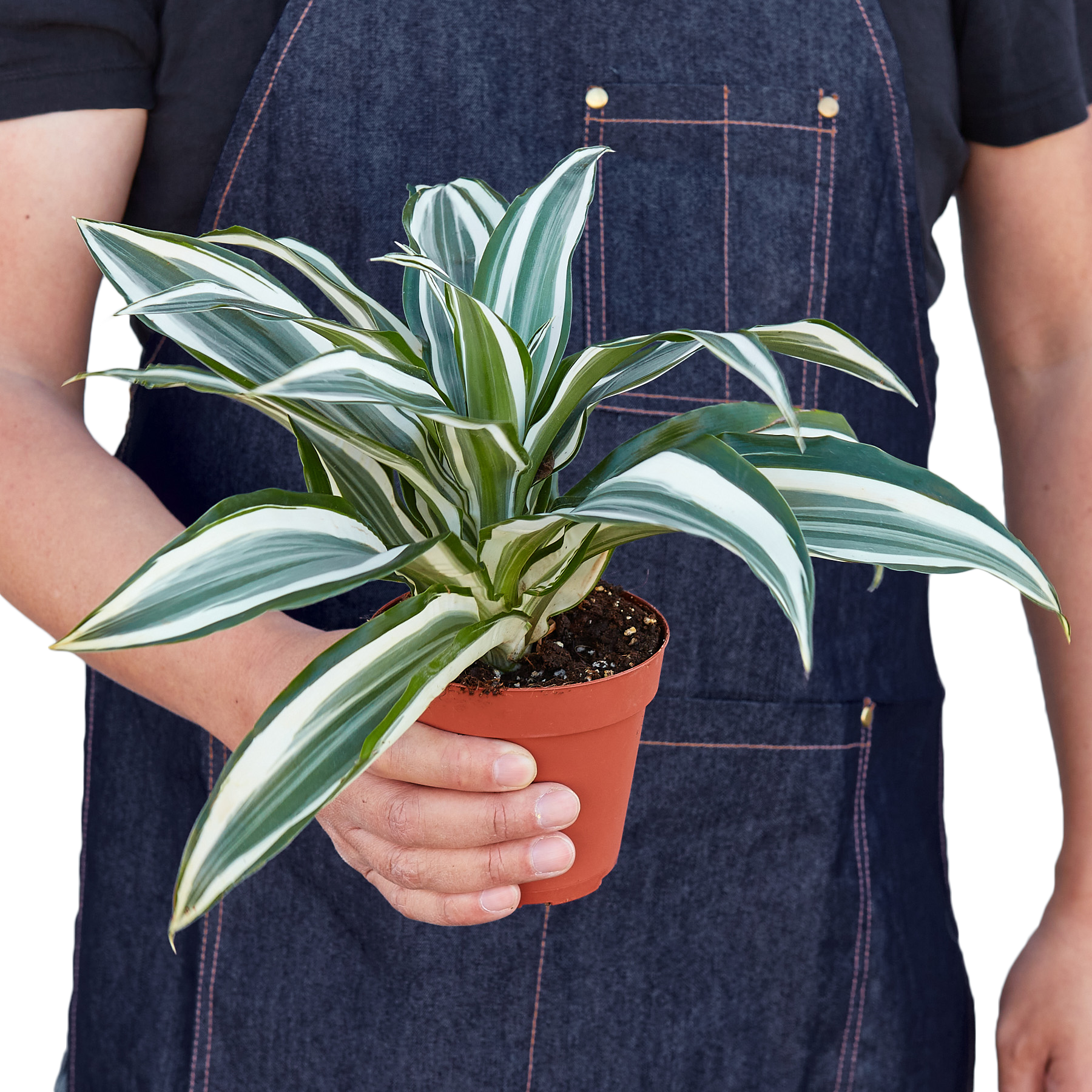 Dracaena 'Warneckii White Jewel' - Holiday Corner