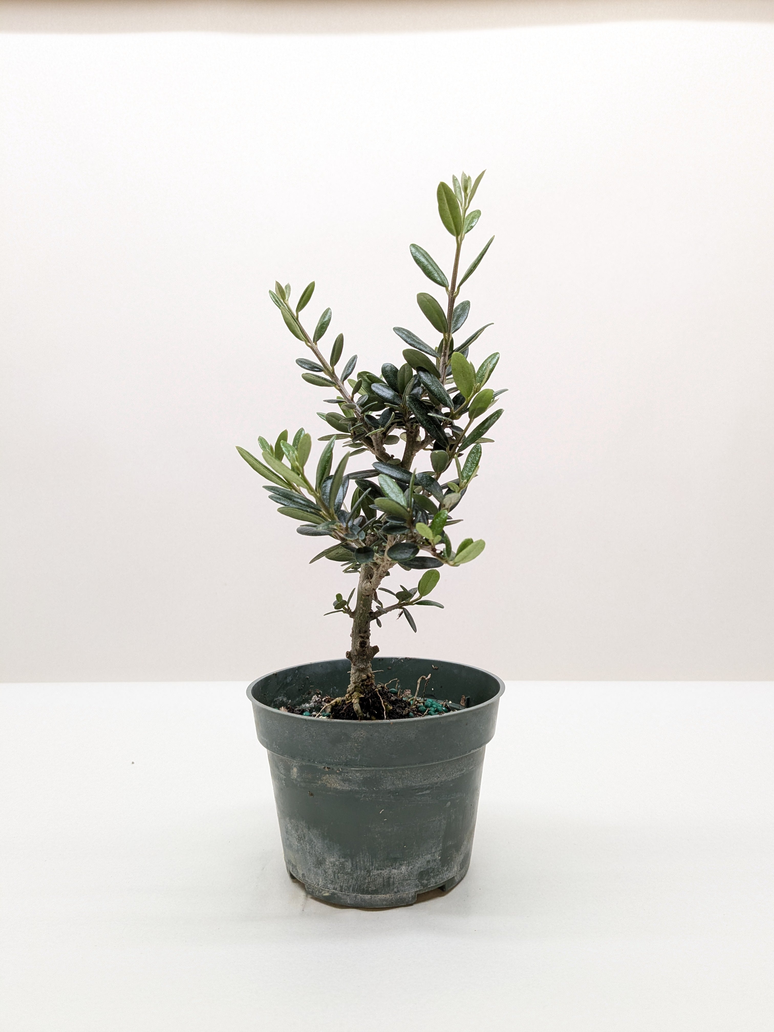 Common Olive Tree (Olea europaea) - Holiday Corner