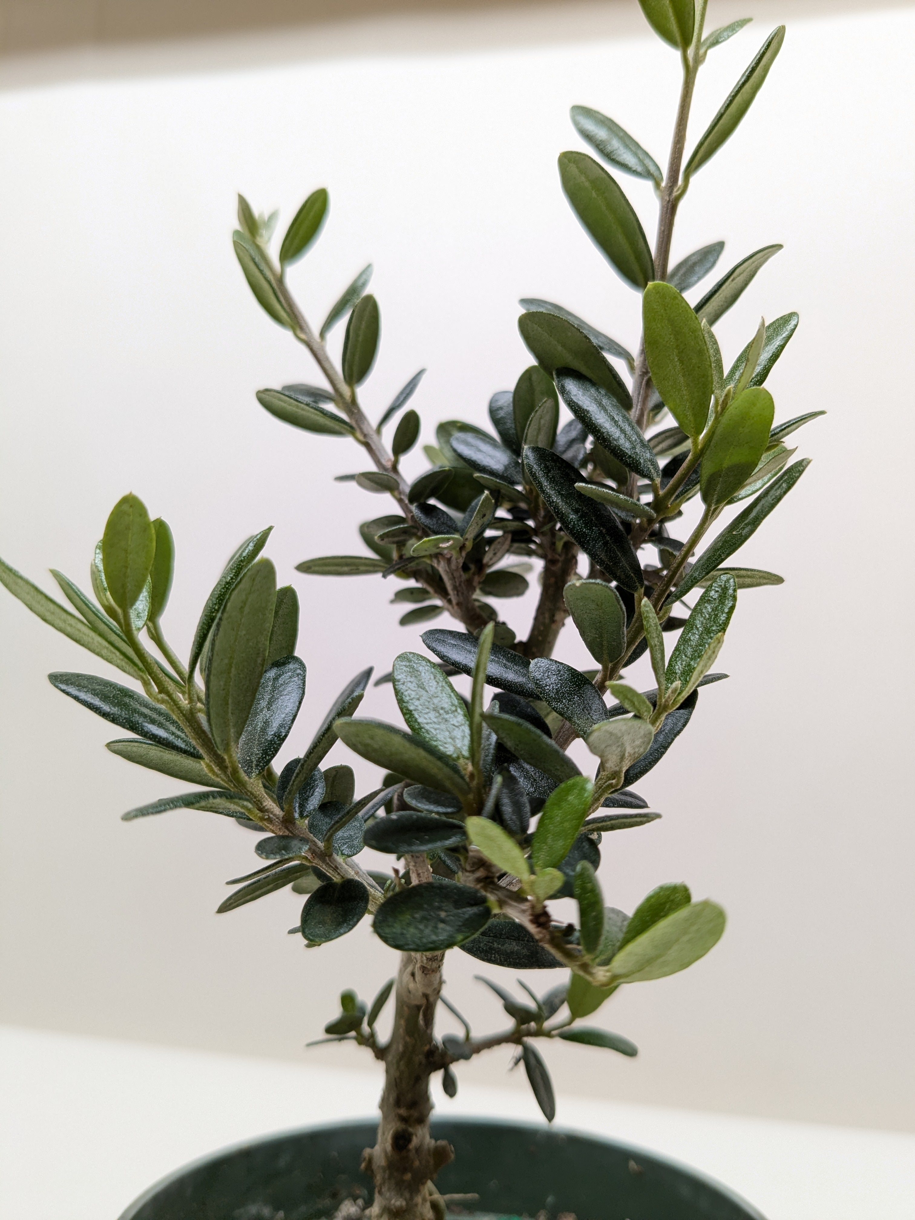 Common Olive Tree (Olea europaea) - Holiday Corner