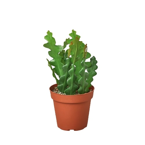 Epiphyllum 'Ric Rac' Cactus - Holiday Corner