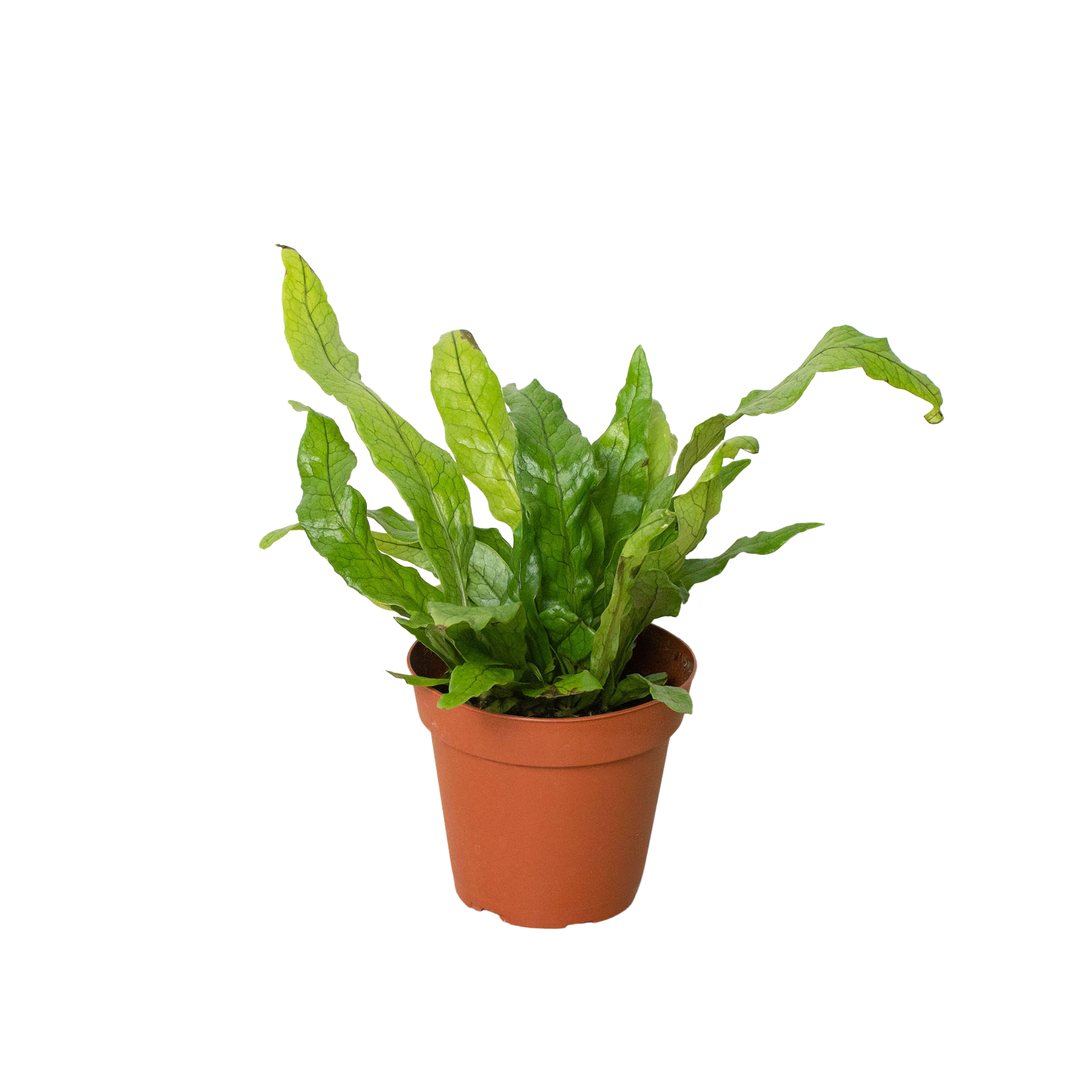 Fern 'Crocodile' - Holiday Corner