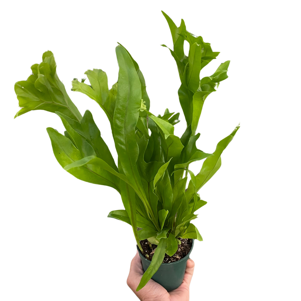 Fern 'Green Flame' - Holiday Corner